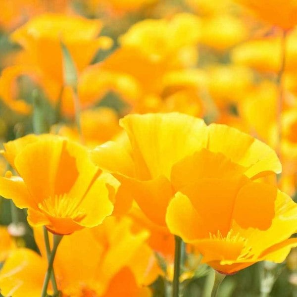 500 Seeds Eschscholzia Orange California Poppy Seeds