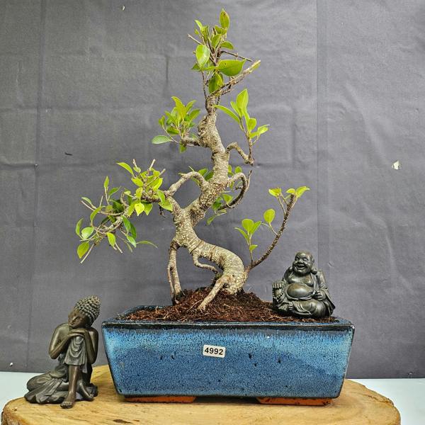 Yorkshire Bonsai Ficus Microcarpa (Banyan Fig) Indoor Bonsai Tree | Shaped | In 25cm Pot