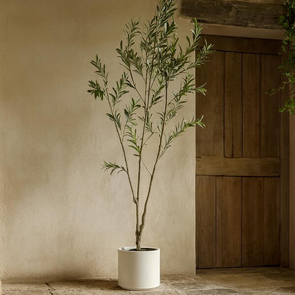 Wyld Haus 210cm Tall Mediterranean  Artificial Olive Tree In White Ceramic Pot
