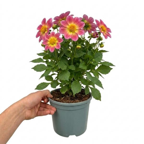 Dahlia Maggiore Fun Rose Bicolour 3L  Pink & White Dahlia