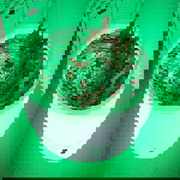 tickit Forest Discovery Play Mat