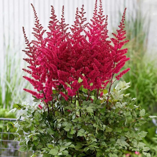 Astilbe Ton Glorie Red 2L Pot – Vibrant Red False Spirea Perennial Plant