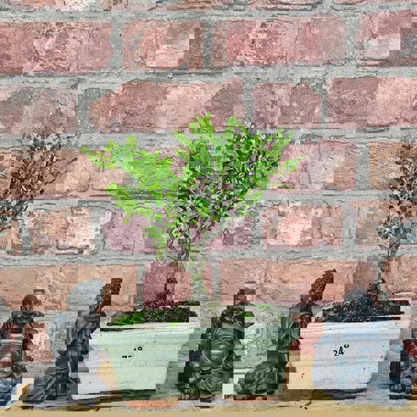 Yorkshire Bonsai Chinese Pepper (Zanthoxylum Pipertum) Bonsai Tree | Broom | In 15cm Pot