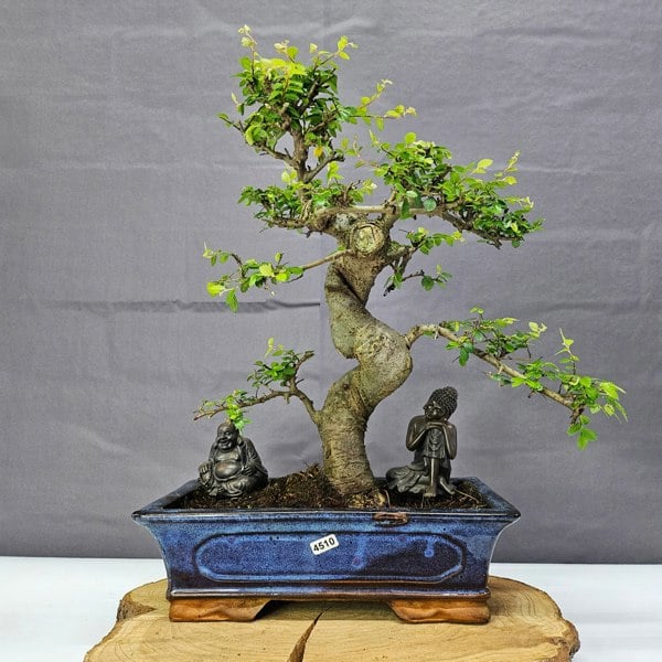 Yorkshire Bonsai Chinese Elm (Ulmus Parvifolia) Bonsai Tree | Shaped | In 30cm Pot