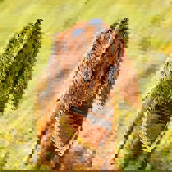 Heritage Traditions Heritage  Hounds Tartan Dog Bandana