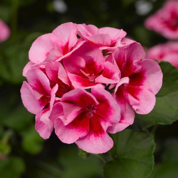 Geranium Zonal Calliope Rose Splash 1L Pot x 2