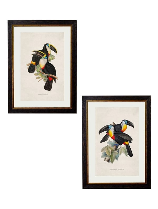 Exceptional Art c.1848 Toucans