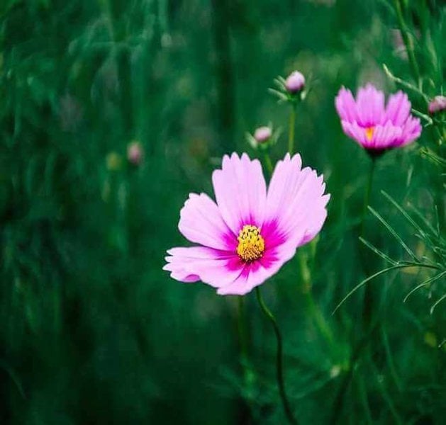 cosmos pinkie care