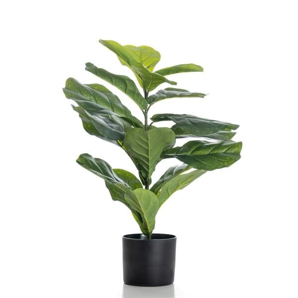 Scottish Everlastings 70cm Real Touch Fiddleleaf Fig