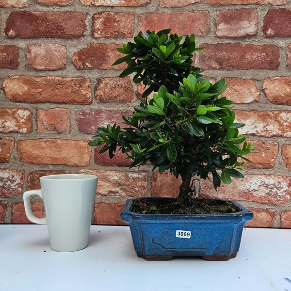 Yorkshire Bonsai Azalea (Rhododendron) Bonsai Tree | Shaped | In 15cm Pot