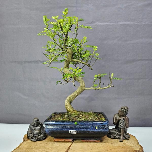 Yorkshire Bonsai Chinese Pepper (Zanthoxylum Pipertum) Bonsai Tree | Shaped | In 20cm Pot