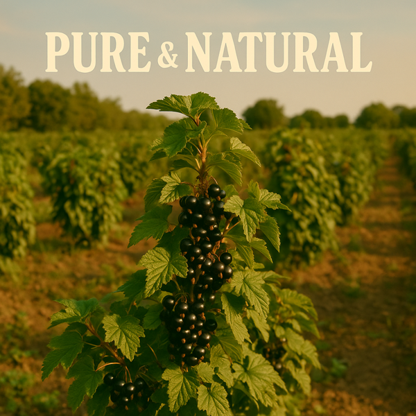 Ol'Vita Blackcurrant Seed Oil | Cold Pressed | Unrefined