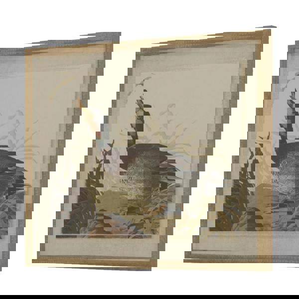 Hill Interiors Flora & Fauna Collection Duck Linen Framed Art Print - Multicoloured