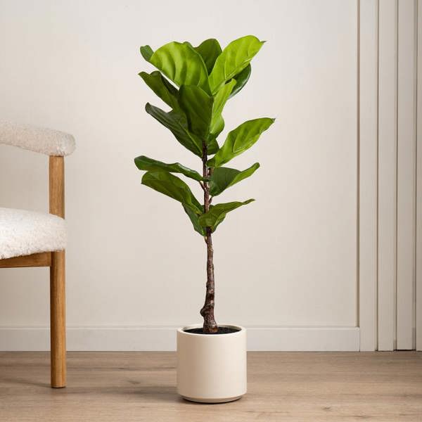 Scottish Everlastings 90cm Real Touch Fiddleleaf Fig Tree in Chunky White Pot