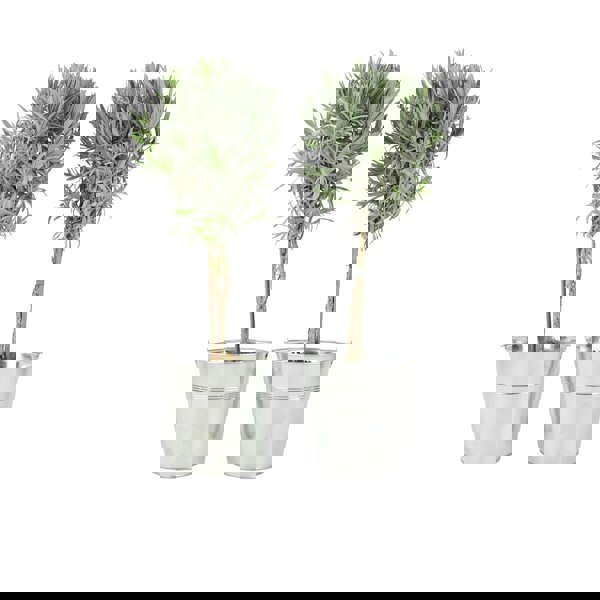 Lavender Tree 40cm plants by post