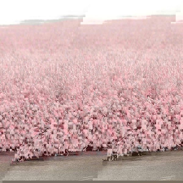 Origins Chicago Rose