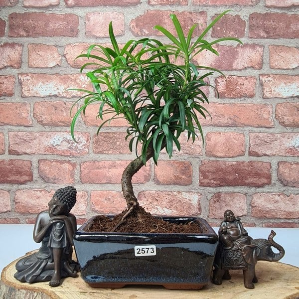 Buddhist Pine (Podocarpus Micro) Bonsai Tree | Shaped | In 15cm Pot - Yorkshire Bonsai