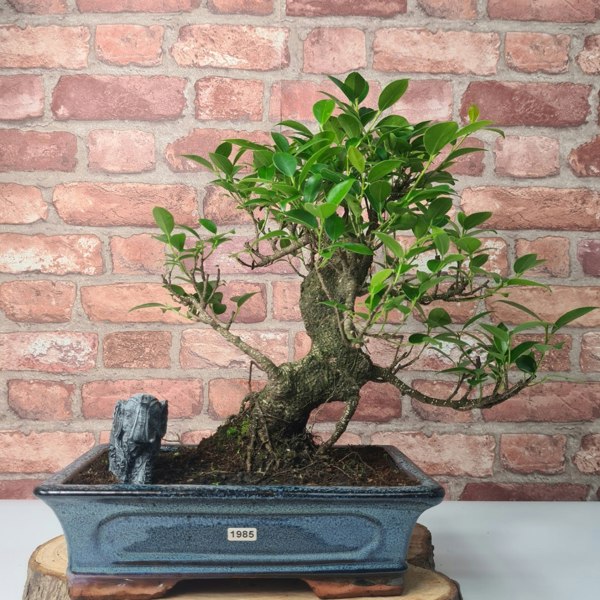Yorkshire Bonsai Ficus Microcarpa (Banyan Fig) Indoor Bonsai Tree | Shaped | In 30cm Pot