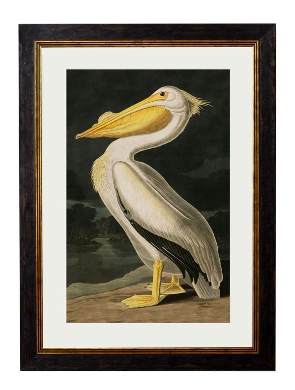 Exceptional Art c.1838 Audubon's Birds of America