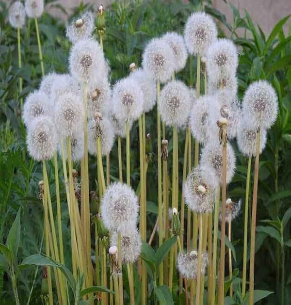 taraxacum erythrospermum