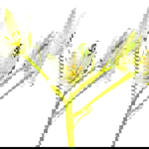 L'Anza Healing Volume Shampoo 950ml