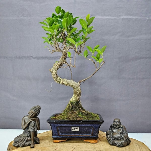 Yorkshire Bonsai Ficus Microcarpa (Banyan Fig) Indoor Bonsai Tree | Shaped | In 15cm Pot