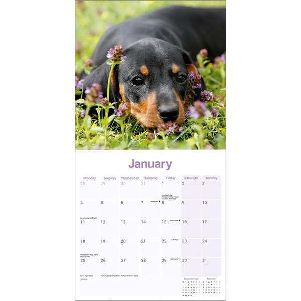 Dachshund Puppies Calendar 2027, Wall Calendars, Month To View, Dogs, Gift