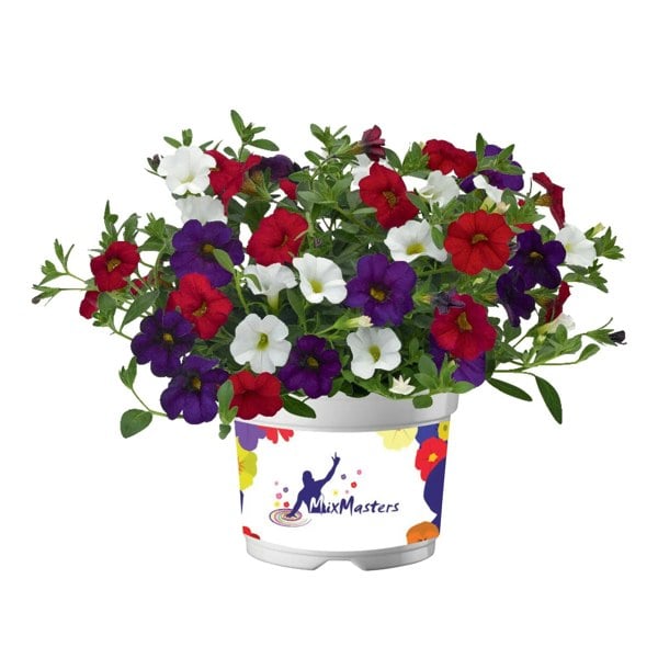 MixMasters Calibrachoa Cabaret Café De Paris 1L Pot x 2 plants by post