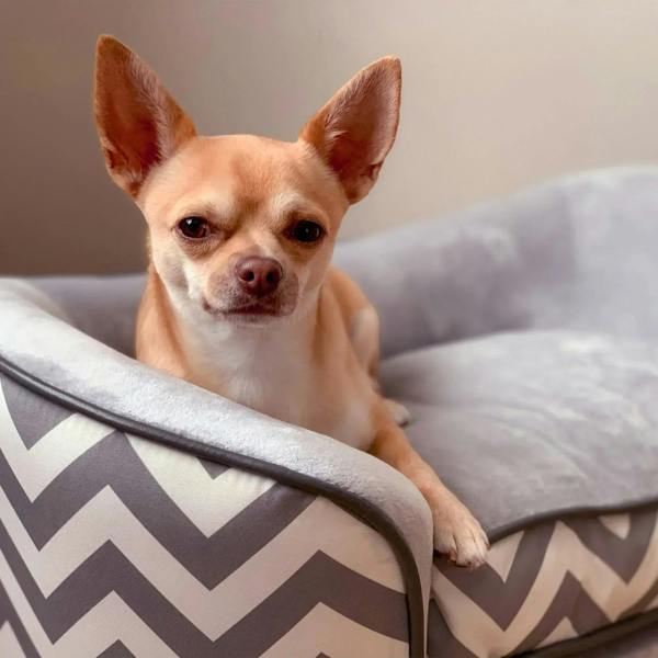 Close-up of small dog on grey dog sofa with chevron armrest panel