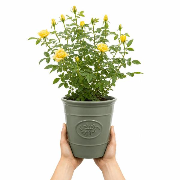 3L Yellow Patio Rose Outdoor Flowering Plant in Decorative Pot