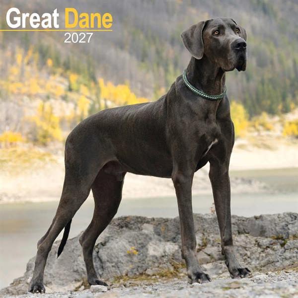 Great Dane Calendar 2027, Wall Calendars, Month To View, Dogs, Gift