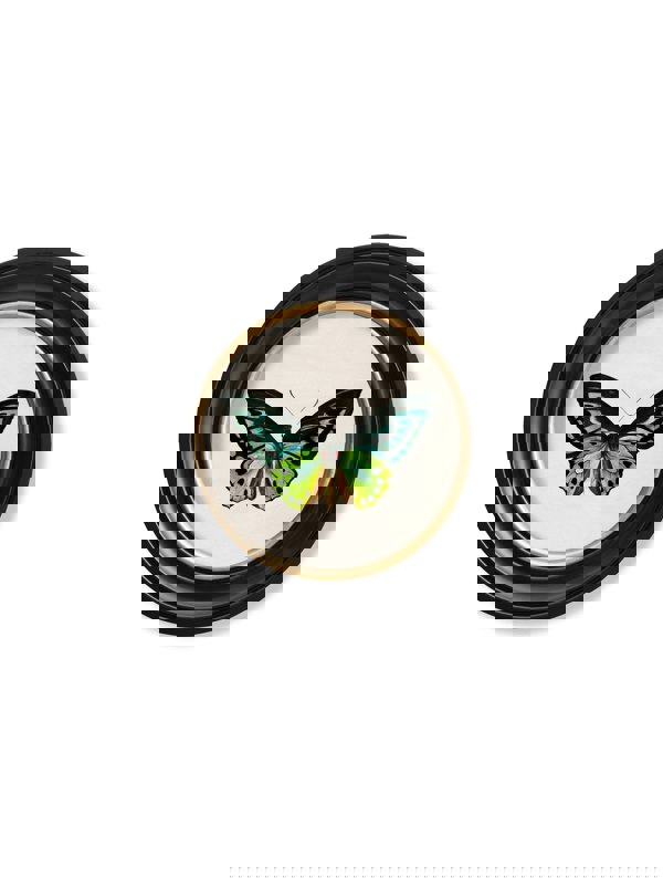c.1836 Birdwing Butterfly - Round Frame - The Weird & Wonderful