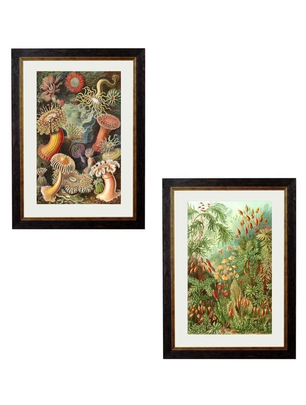 Exceptional Art c.1904 Haeckel Flora