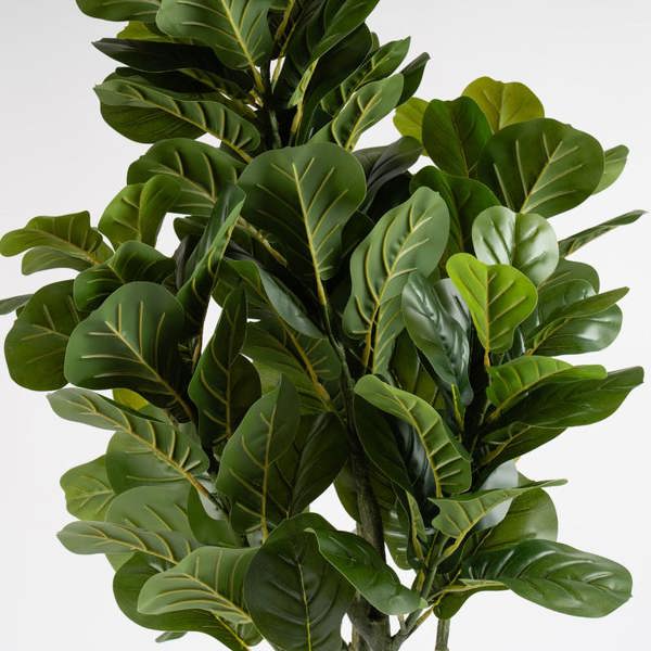 Scottish Everlastings 150cm Fiddleleaf Tree in Pot KD