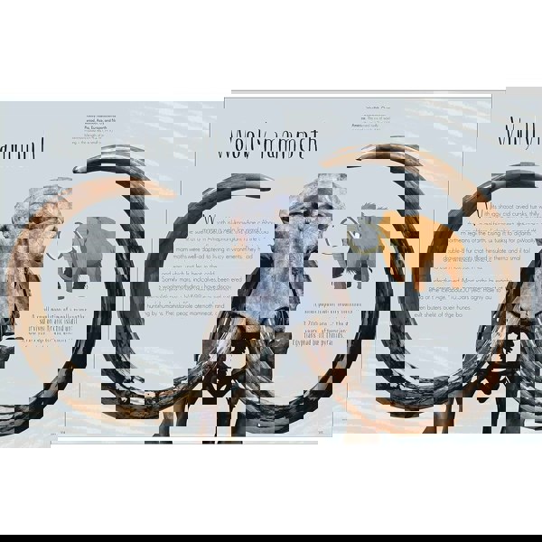 Dinosaurs and Other Prehistoric Life (DK Children's Anthologies)