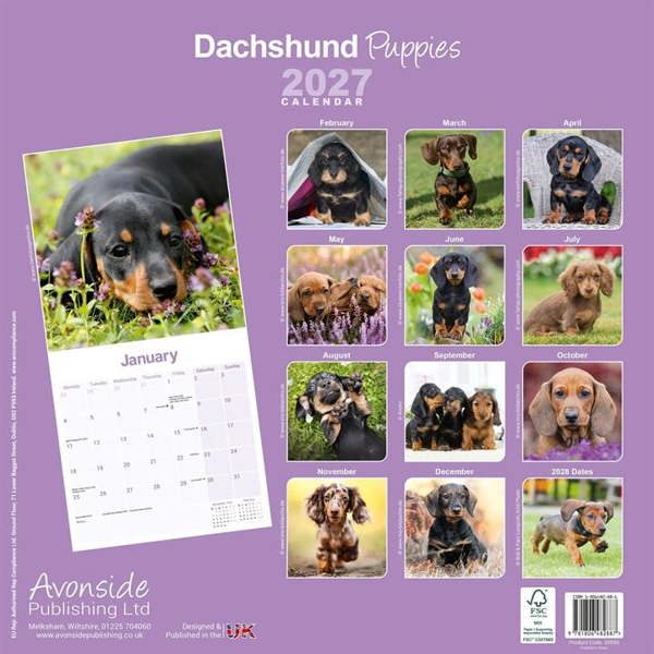 Dachshund Puppies Calendar 2027, Wall Calendars, Month To View, Dogs, Gift