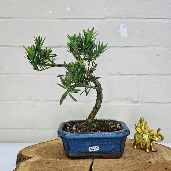 Yorkshire Bonsai Buddhist Pine (Podocarpus Micro) Bonsai Tree | Shaped | In 15cm Pot