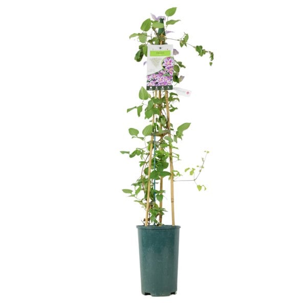 Clematis Piilu – 3 L Pot – Early-Flowering Pink Climbing Clematis plants by post