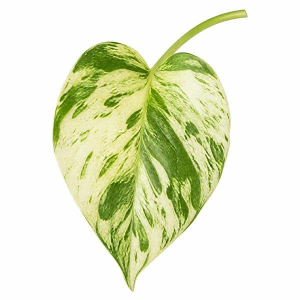 Epipremnum Marble Queen Pothos 12cm Pot Plants By Post