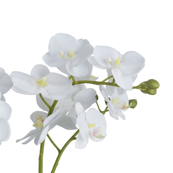 Hill Interiors Orchid In Glass Pot - Green