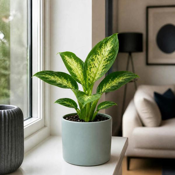Dieffenbachia Compacta Dumb Cane 12cm Pot Plants By Post