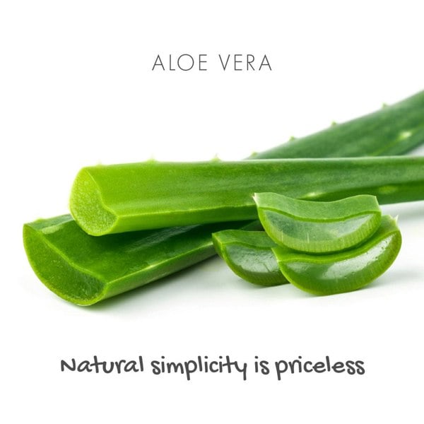 aloe vera cut leaf
