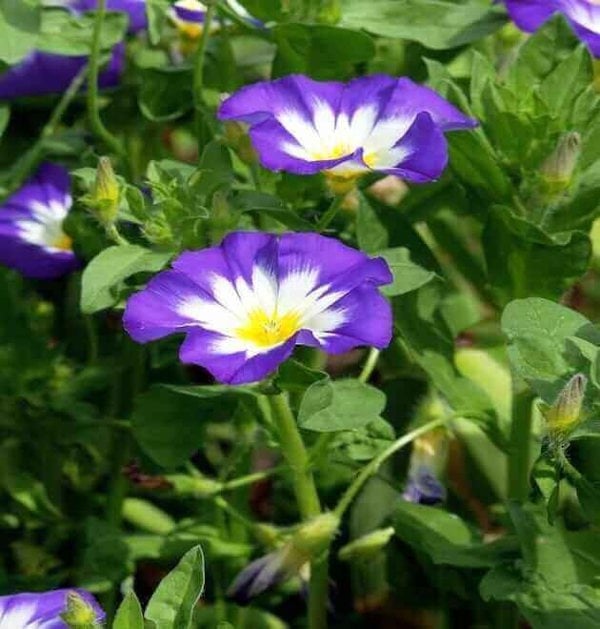 Morning glory flowers