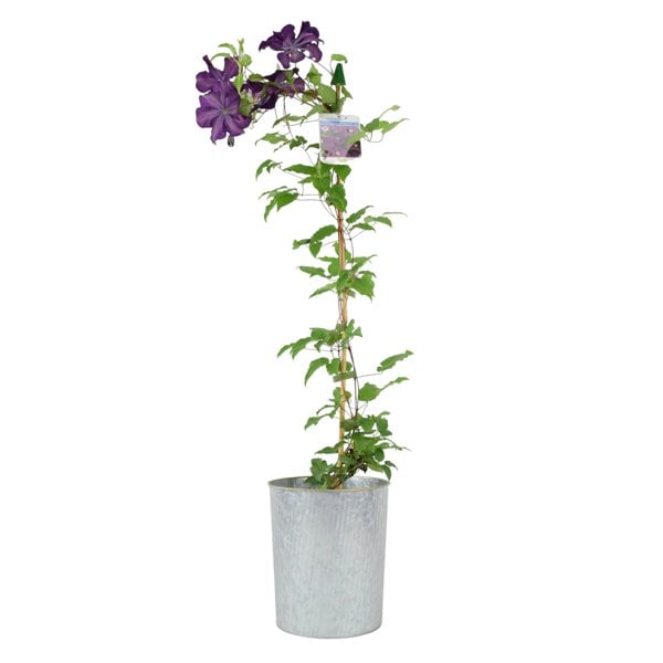 Clematis Warszawska Nike Plants By Post