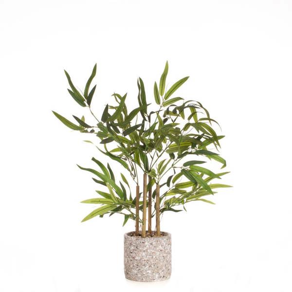 Scottish Everlastings 60cm Tabletop Bamboo in Cement Pot