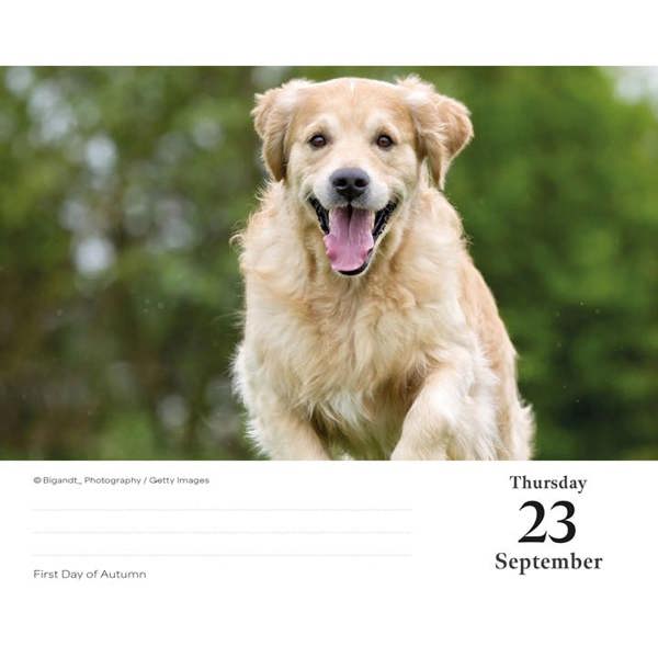 Golden Retrievers Desk Calendar 2027, Desk Calendars, Day To View, Dogs, Gift