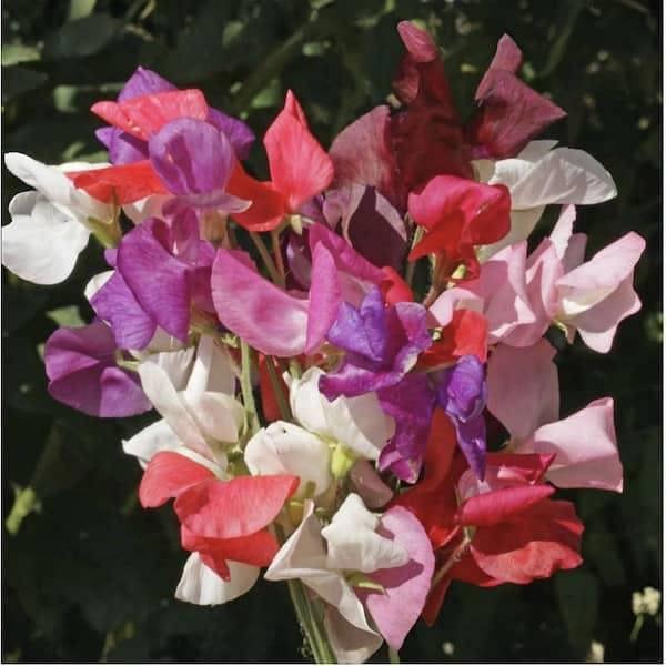 Royal Family Mix Sweet Pea Seeds – Lathyrus odoratus climbing fragrant flowers in mixed colors of pink, white, lavender, and red for trellises and garden borders.