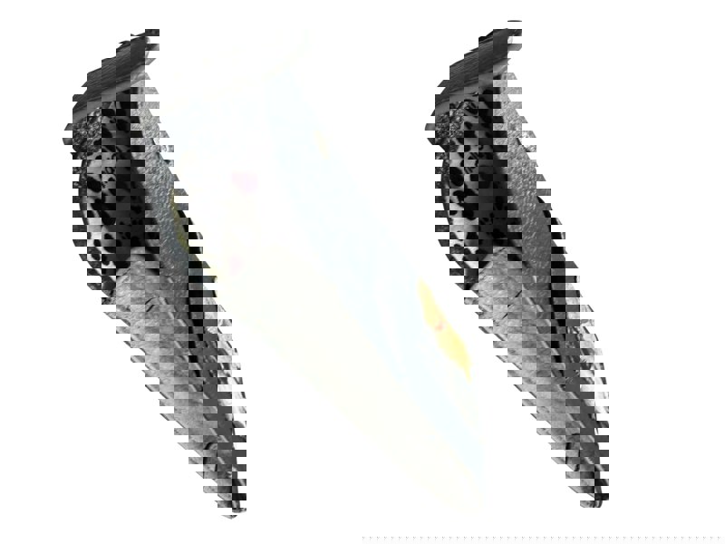 Mala Leather Kennel Crew Dogs Wide Fit Leather Glasses Case