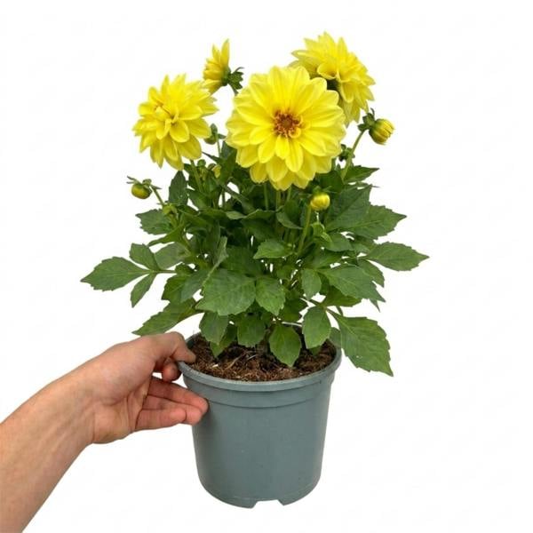 Dahlia Maggiore Yellow 3L  Golden Yellow Dahlia