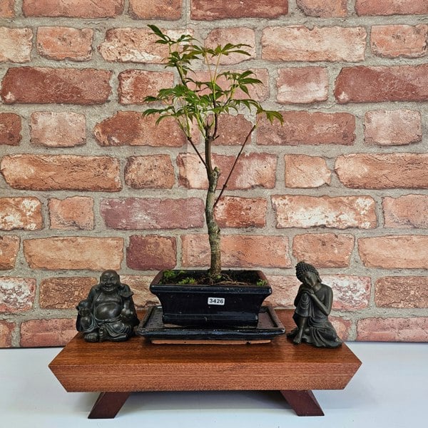Yorkshire Bonsai Japanese Maple (Acer) Bonsai Tree | Deshojo Informal Upright | In 15cm Pot